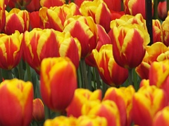 tulipsNL (117)